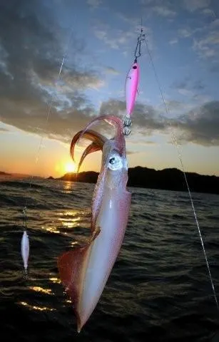 La Totanata - Gara di pesca al totano da imbarcazione
