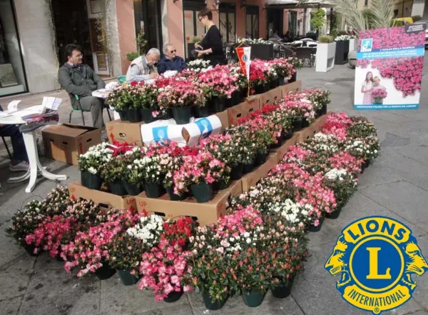 AZALEA DELLA RICERCA A FAVORE DELL'AIRC