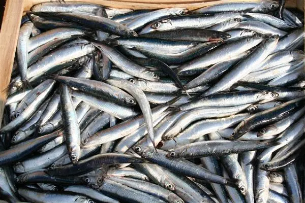 Festa del pesce povero