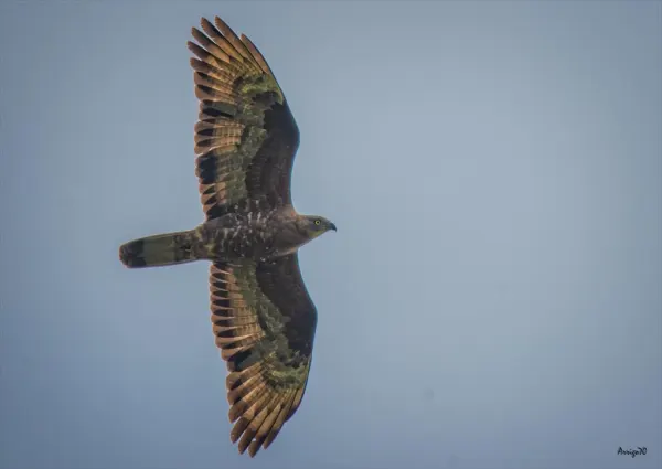 Conferenza - La fotografia naturalistica: i rapaci