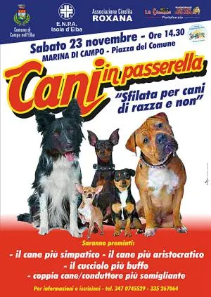 Cani in passerella
