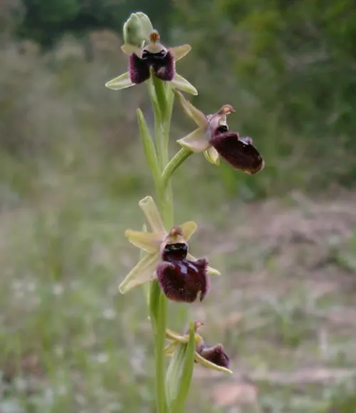Orchidee svelate, colori e forme delle specie spontanee dell’Isola d’Elba