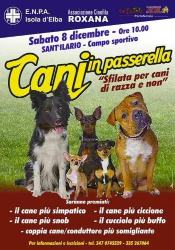 Cani in passerella