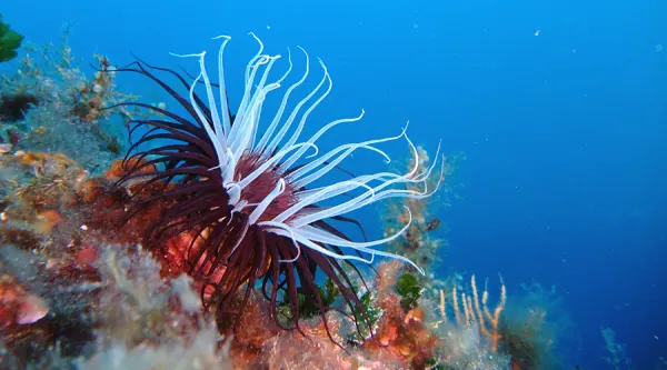 “SENTIERISTICA SUBACQUEA” dell'Isola d'Elba, presentazione guida e filmato
