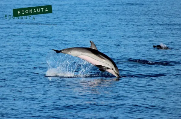 Vela - Alla Ricerca di Delfini e Balene