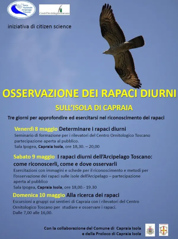 Capraia, tre giorni dedicati ai rapaci tra "Citizen Science" e giornata mondiale della migrazione degli uccelli