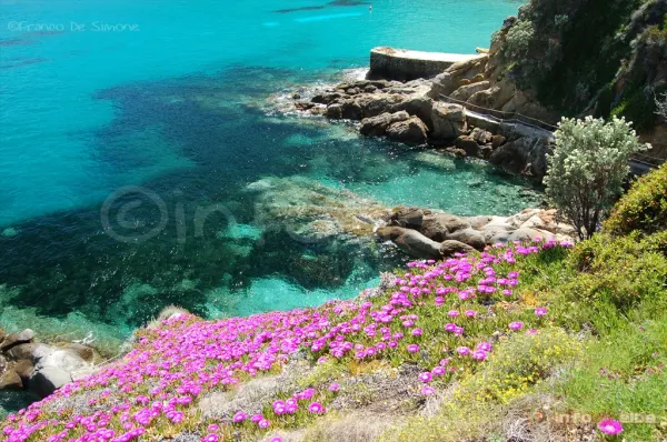 Walking Festival-Le fioriture sul percorso della Cala 