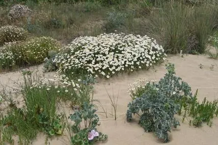 Le Dune di Lacona: un habitat da tutelare