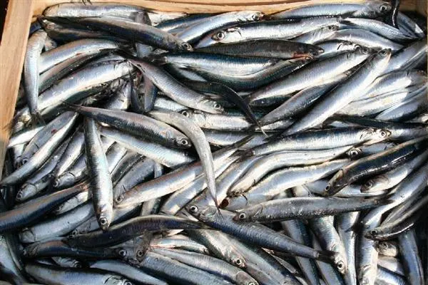 FESTIVAL DEL PESCE AZZURRO