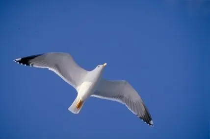 Walking Festival 2015 - Ali su Pianosa, birdwatching 