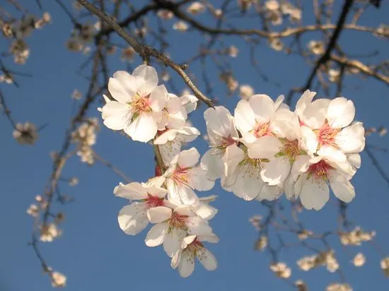 FESTA DI PRIMAVERA