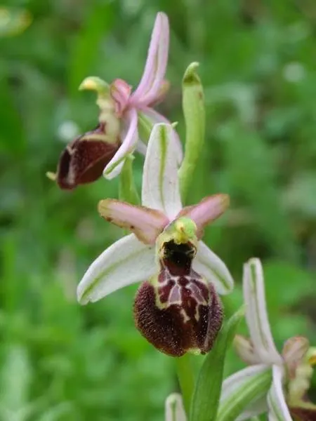 Mostra fotografica "Orchidee svelate, colori e forme delle specie spontanee dell'isola d'Elba" 