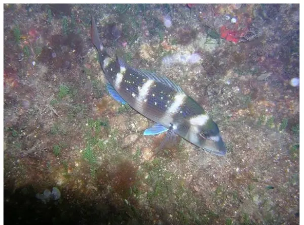 Un mare da amare- Proiezione filmato su pesci e relitti del Canale