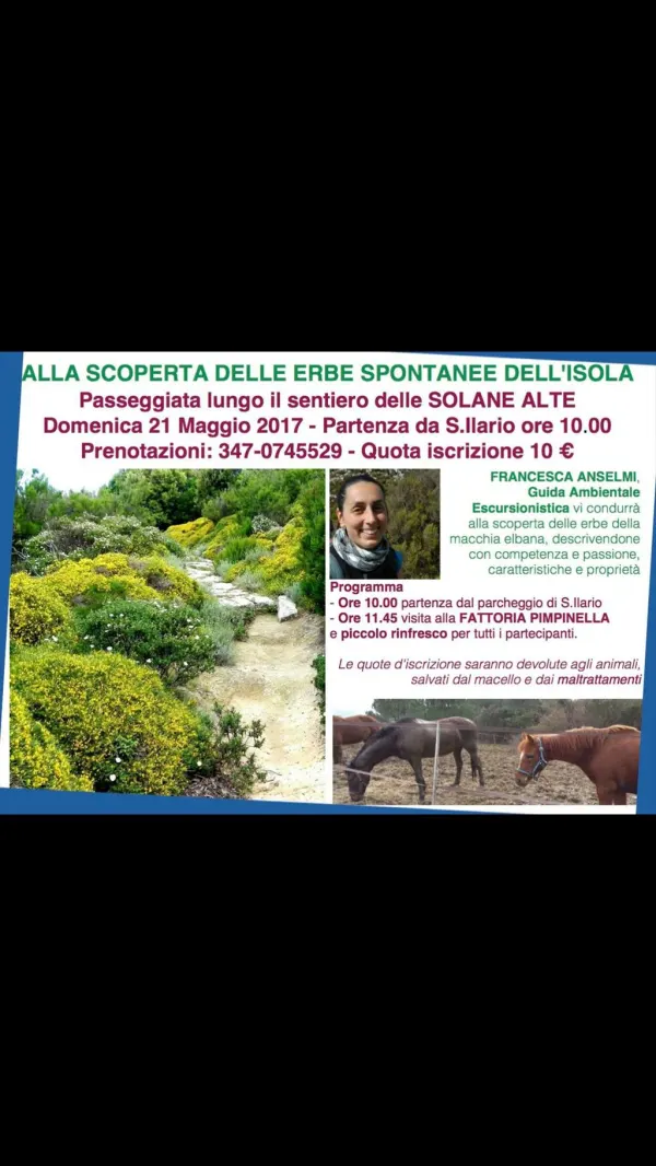 Alla scoperta delle erbe spontanee dell'isola d'Elba