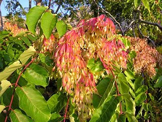 Come liberarsi dell'albero del Paradiso