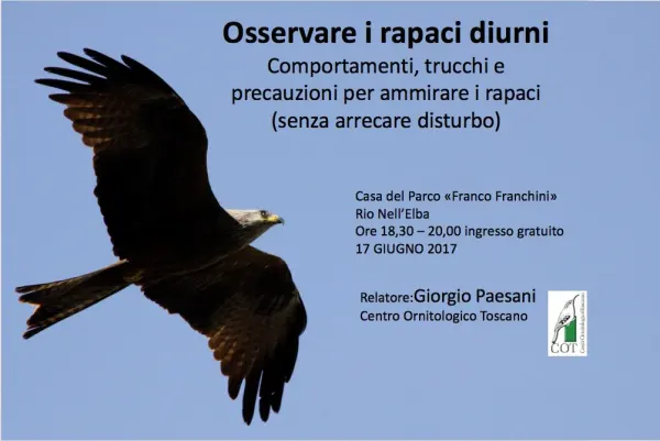 Osservare i rapaci