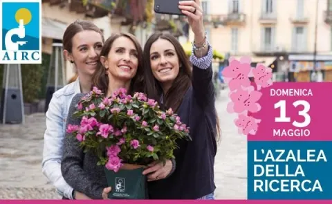 Azalea della Ricerca