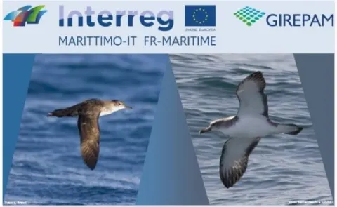 Berta maggiore e minore del bacino ligure-tirrenico, conservazione e monitoraggio