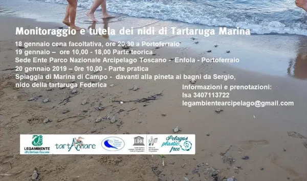 Riconoscere le tracce e i nidi delle tartarughe marine