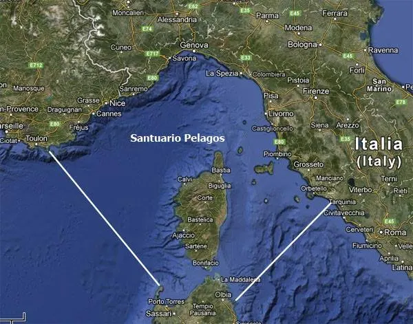 Citizen science e Whale watching