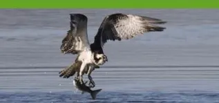 Giornata Mondiale della Biodiversità. Il Falco Pescatore, presentazione del progetto di reintroduzione.