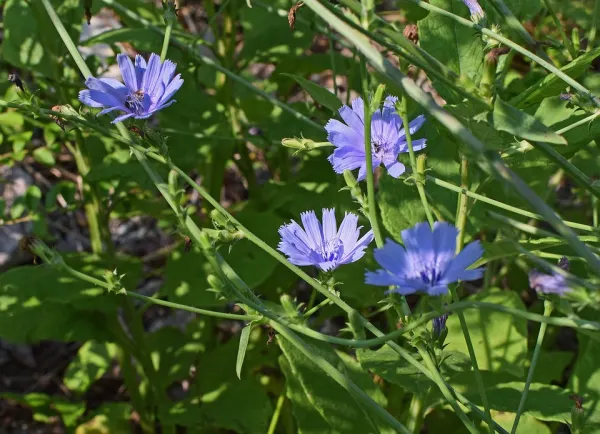 Isola d’Elba. Herbal trekking a Schiopparello