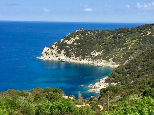 Isola d’Elba. Prunelle in fiore e baccellata a Patresi