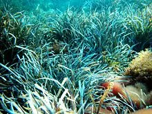 Isola d’Elba. La Posidonia oceanica
