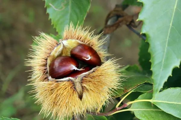 Isola d’Elba. Poggio e il bosco di castagne