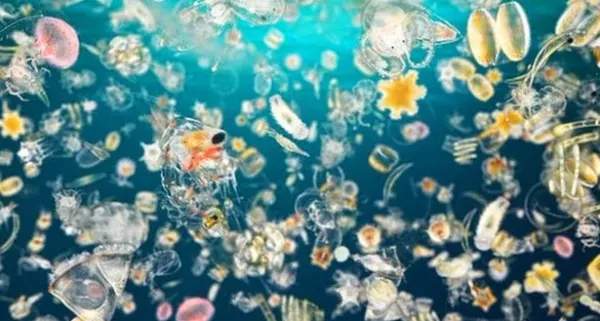 Le misteriose creature che vivono nel plancton - Laboratorio CEA Lacona (da 8 anni in su)