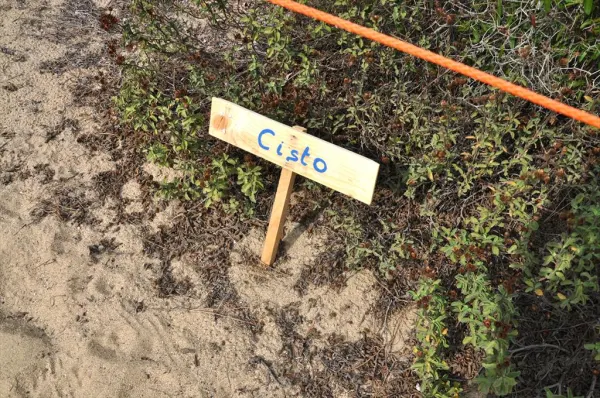 Il nome delle cose - Laboratorio CEA Lacona (da 7 anni in su)