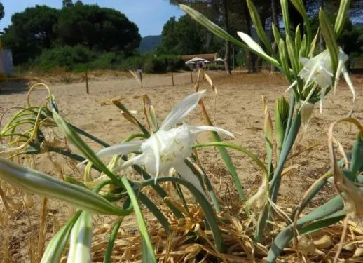 Lacona. Visita guidata nell'Area Protetta Dunale 