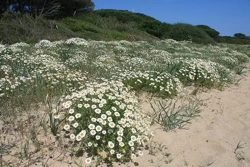 Dune in tutti i sensi - Laboratorio CEA Lacona (dai 5 anni in su)
