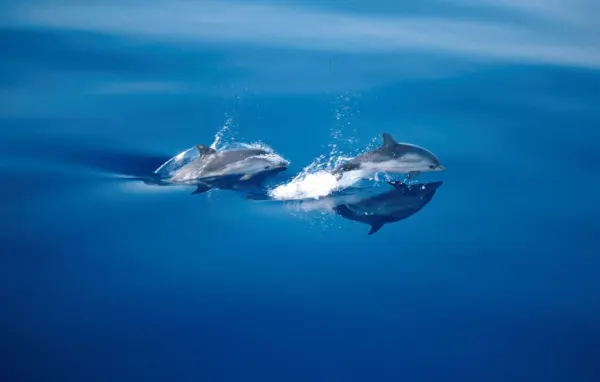 I Cetacei - Laboratorio CEA Lacona (dai 6 anni in su)