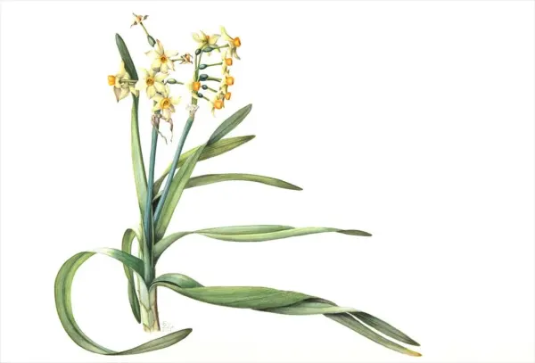 Mostra di Arte Botanica, acquerelli di Elena Zito