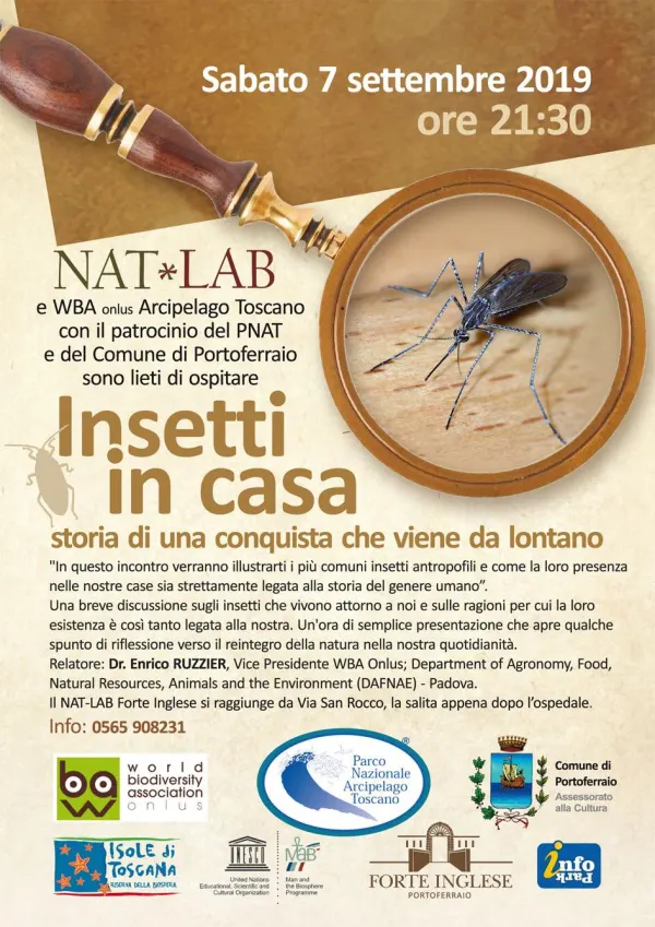 Insetti in casa