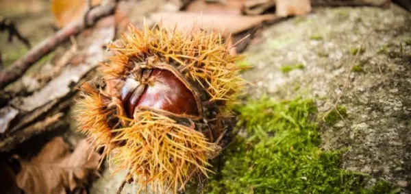 Raccogliamo insieme le castagne per la Festa d'Autunno