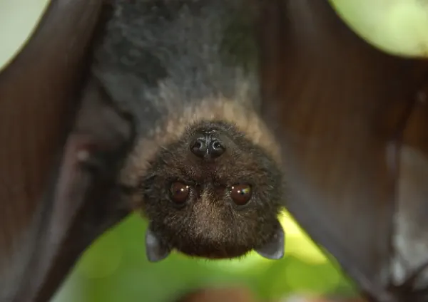  "Conosciamo i pipistrelli".Conservazione degli habitat e della biodiversità.
