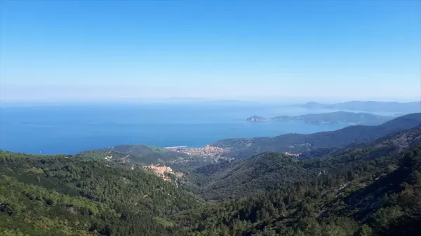 Erbe spontanee di uso curativo e alimentare
