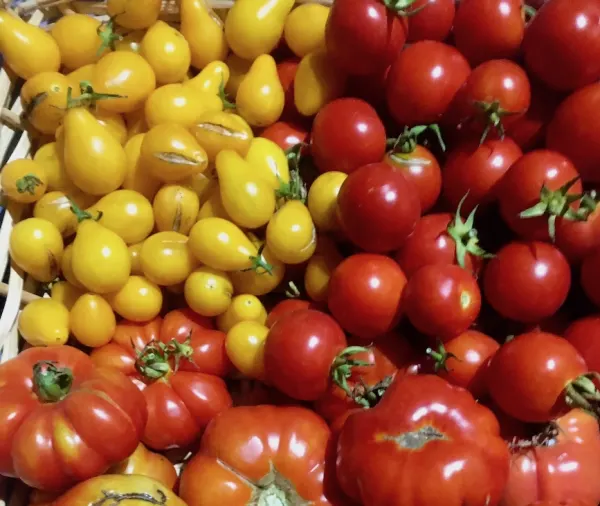 Elba Re-start a Patresi Mare: “Innovare e coltivare - agricoltura sostenibile e biodinamica”