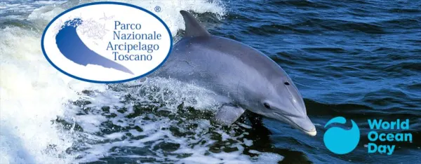 Giornata Mondiale degli Oceani: escursione whale watching