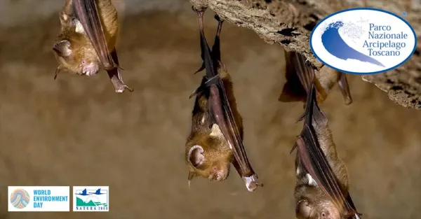 Giornata Mondiale dell’Ambiente: Il mondo dei pipistrelli