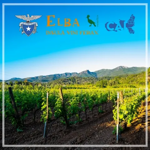 Elba insula vini ferax, il vino fra innovazione e tradizione