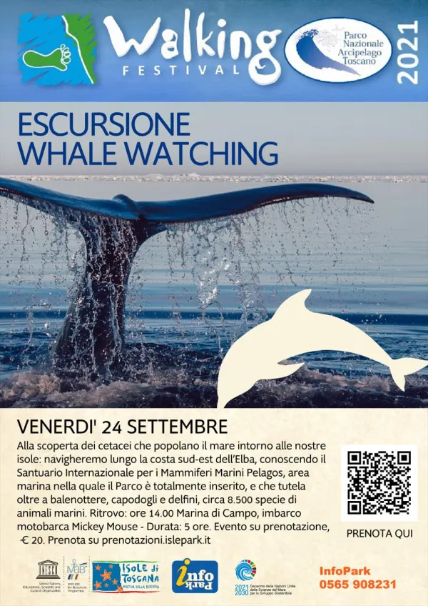 Escursione Whale Watching