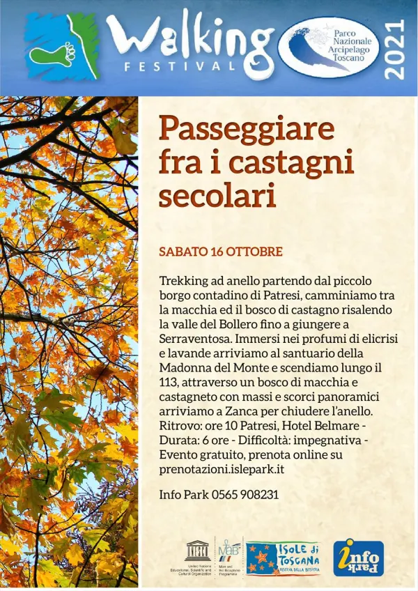 Passeggiare fra i castagni secolari