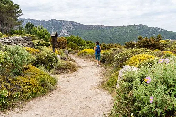 La montagna si veste di giallo: le prunelle