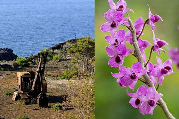 Orchidee sul Calamita