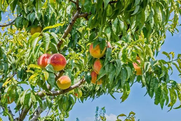 Il Giardino diffuso degli eco-alberghi elbani – Hotel Villa Rita