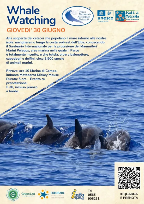 Whale watching - In barca alla scoperta dei cetacei
