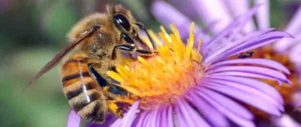 CONFERENZA SULL' ATTIVITA' DEGLI IMPOLLINATORI: chi sono, cosa fanno, come difenderli